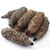 Small Banksia nut 3"-5.5" length, 3"-3.5" dia.