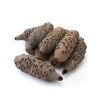 Large Banksia nut 8"-11" length, 3"-4" dia.